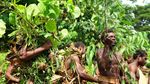 Foto: Tradisi Lompat Kematian Menuju Kedewasaan Pria Vanuatu
