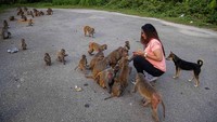 Sejumlah monyet berkumpul di dekat Begum untuk mengumpulkan makanan.