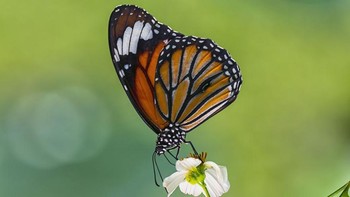 Seorang fotografer di Vietnam mengabadikan momen bunga yang bermekaran di saat musim semi tiba. Tampak pula seekor kupu-kupu berada di bunga yang sedang mekar tersebut. Istimewa/Dok. Boredpanda/Agora/@ngocson.