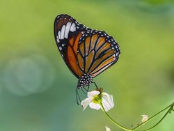 Deretan Foto Keindahan Musim Semi yang Memanjakan Mata