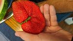 Bikin Kaget! Ini 10 Temuan Buah dan Sayur Jumbo Saat Belanja Online