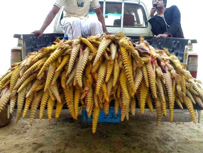 dhab kadal gurun