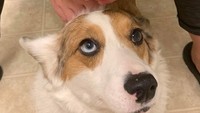 Bawang bombai biasanya berukuran sekitar sekepalan tangan, tapi yang satu ini sangat berbeda. Besarnya hampir menyamai kepala anjing! Foto: Bored Panda