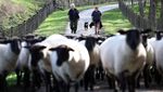 Melihat Peternak Domba di Selandia Baru Saat Pandemi Corona