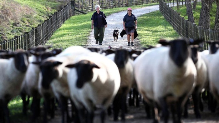 Berternak domba Suffolk menjadi salah satu sumber penghasilan warga di Auckland, Selandia Baru. Namun penghasilan peternak menurun saat pandemi Corona.