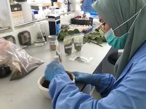 LIPI Mencari Antivirus Corona dalam Benalu dan Ketepeng Badak