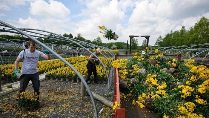 Staf di Bransford Webbs Plant Company membuang tanaman. Meskipun warga senang berkebun (AFP Photo / OLI SCARFF)