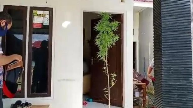 Seorang pria di Kota Kendari,Sultra, MZ ditangkap polisi setelah diketahui menanam ganja (Sitti-detikcom).