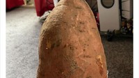 Cerita netizen bernama Naomi di Twitter ini adalah salah satu yang viral. Ia memesan 1 kg ubi via online, namun yang datang adalah 1 buah ubi ukuran super besar seberat 1 kg. Ia menyebut ubi ini PotatoZilla. Foto: Bored Panda