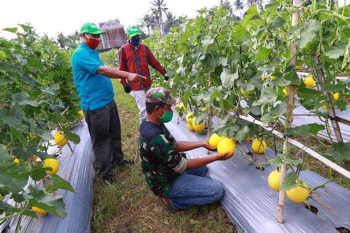 Panen raya hortikultura buah melon dilakukan sebagai upaya memperkuat dan meningkatkan ketahanan pangan nasional dalam menghadapi Pandemi COVID-19.