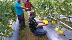 Serunya Panen Melon di Tengah Pandemi