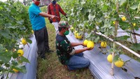 Petugas penyuluh PT East West Seed Indonesia (Ewindo) bersama petani hortikultura binaan Ewindo, Bagas Suratman, mendampingi petani dari Kelompok Tani binaan Babinsa Koramil 01 Teluk Naga Kodim 0510/Tiga Raksa melakukan panen melon varietas STELLA F1 di Teluk Naga, Kabupaten Tangerang, Banten.