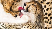 Pose cheetah yang sedang menjilati dirinya setelah makan seekor kijang di Botswana. (Guofei Li/Sony Photography Awards)