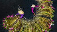 Musim panen bunga lili di Sungai Mekong, Vietnam. (Trung Pham Huy / Sony Photography Awards)