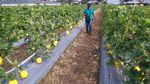 Serunya Panen Melon di Tengah Pandemi