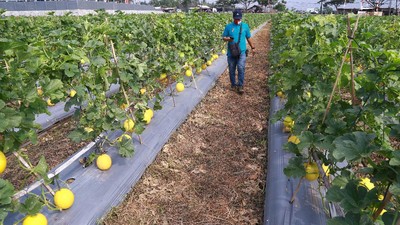 Serunya Panen Melon di Tengah Pandemi