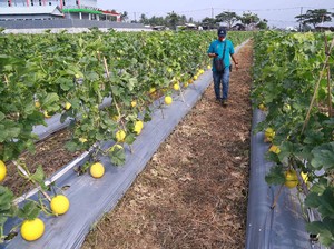 BPS Catat Sektor Pertanian Tumbuh 2,59% di Kuartal IV 2020