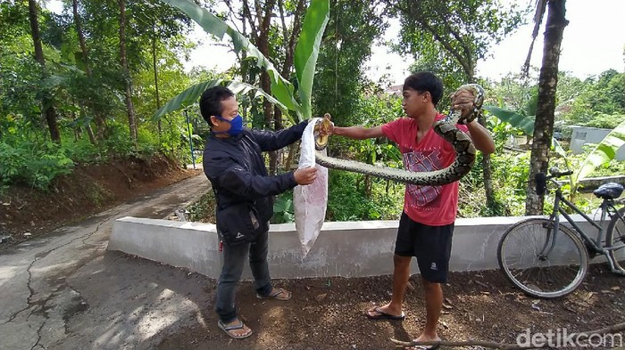 Warga Ciamis tangkap ular sanca berukuran raksasa