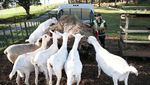 Melihat Peternak Domba di Selandia Baru Saat Pandemi Corona