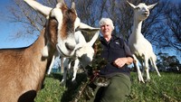 Sue Meszaros dan Karyn Maddren harus memberi makan tambahan untuk domba Suffolk dan kambing karena kekurangan pasokan akibat kekeringan saat musim panas 2019-2020.