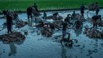 Yuk, Intip Festival Mandi Lumpur yang Unik Banget di FIlipina