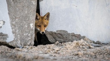  Highly Commended kategori Under 16. Karya Matej Borjancic menggunakan Nikon D3300, Nikon 300 mm f/4.0 Foto: naturettl.com