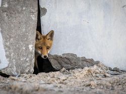 Karya Jawara Kontes Foto Alam Pukau Mata