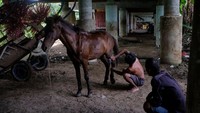 Semenjak kawasan wisata Monumen Nasional (Monas) dan Kemayoran dilakukan pemberlakuan Pembatasan Sosial Berskala Besar (PSBB), kini para penarik dokar mencari cara untuk mendapat uang makan. Ed Wray/Getty Images.