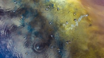 Runner-up kategori Under 16. Foto karya Tamás Koncz-Bisztricz. Lokasi di Hungaria menggunakan DJI FC300C. Foto: naturettl.com