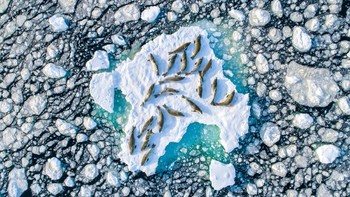 Photographer of the Year 2020 sekaligus jawara di kategori Wildlife. Karya Lorian Ledoux, lokasi di Antartika menggunakan Phantom 4 Pro+ Foto: naturettl.com