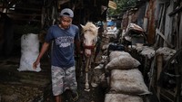 Selain itu Kepala Suku Dinas KPKP Jakarta Utara, Unang Rustanto mengatakan, bantuan pakan diberikan untuk kusir delman yang kesulitan membeli pakan bagi 11 ekor kuda yang dirawat di kolong tol.  Ed Wray/Getty Images.