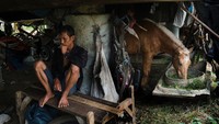 Karena adanya penurunan pendapatan, Yanto pun mengaku, penurunan ini berdampak besar terhadap pakan kuda. Sehingga membuat kuda kehilangan nutrisi dan terlihat kurus. Ed Wray/Getty Images.