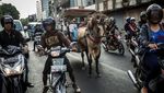 Kusir Delman Ibu Kota Bertahan Hidup di Tengah Pandemi Corona