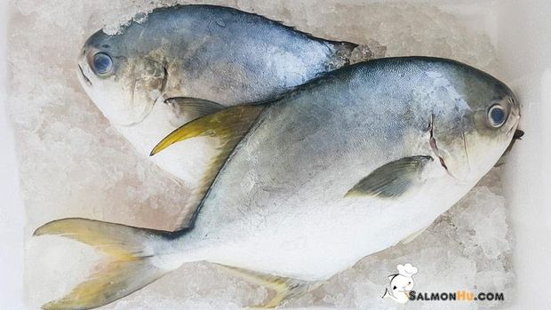 SalmonHu.com