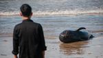 Seekor Paus Pilot Mati Terdampar di Pantai Lebak Banten