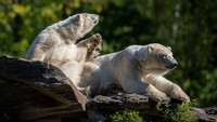 Beruang memiliki kemampuan untuk berhibernasi dalam waktu 6-8 bulan. Dan selama itu mereka tidak akan makan dan minum. Maja Hitij/Getty Images.
