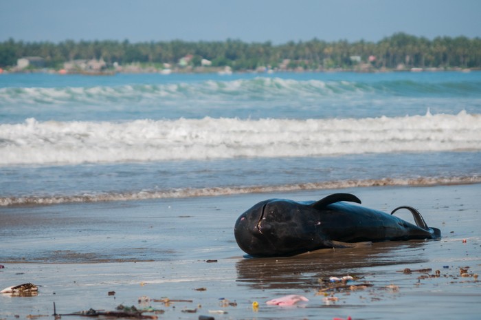 PAUS PILOT MATI TERDAMPAR DI LEBAK Seekor paus pilot terdampar di pantai Cemara Binuangeun, Lebak, Banten, Selasa (12/5/2020). Menurut keterangan warga setempat paus pilot dengan panjang sekitar dua meter tersebut terseret ombak hingga akhirnya terdampar di bibir pantai dan mati sejak sejak Senin (11/5) dini hari. ANTARA FOTO/Muhammad Bagus Khoirunas/foc.
