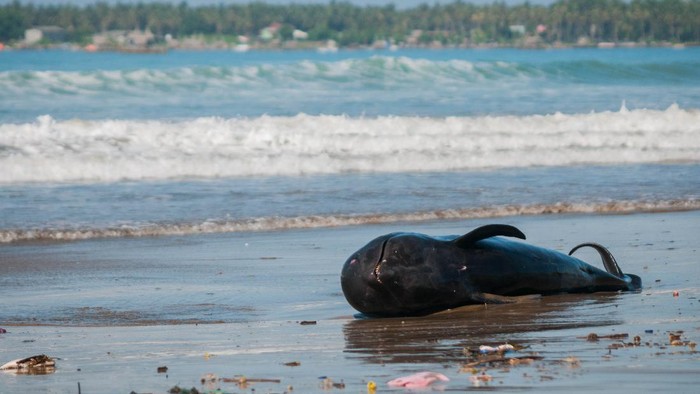 Seekor paus pilot terdampar di pantai Cemara Binuangeun, Lebak, Banten, Selasa (12/5/2020). Menurut keterangan warga setempat paus pilot dengan panjang sekitar dua meter tersebut terseret ombak hingga akhirnya terdampar di bibir pantai dan mati sejak sejak Senin (11/5) dini hari. ANTARA FOTO/Muhammad Bagus Khoirunas/foc.