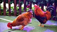Puasa berguna untuk menaikan suhu tubuh sang induk sehingga terlur mampu dierami dan menetas menjadi anak ayam yang sempurna. VCG/VCG via Getty Images.