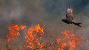 Jawara Young Photographer of the Year 2020 sekaligus jawara di kategori Under 16 diraih oleh Saptarshi Gayen, lokasi di India menggunakan Nikon D7100 and Nikon 200-500mm. Foto: naturettl.com