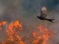 Karya Jawara Kontes Foto Alam Pukau Mata