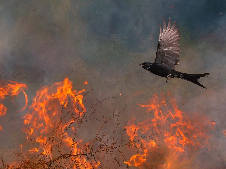Karya Jawara Kontes Foto Alam Pukau Mata