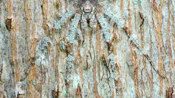 Highly Commended kategori Macro karya  Caitlin Henderson. Lokasi Australia menggunakan Canon 7D, Canon 60mm macro lens.Foto: naturettl.com