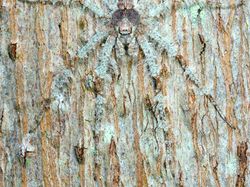 Karya Jawara Kontes Foto Alam Pukau Mata