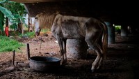Kehadiran virus Corona di Tanah Air membawa dampak besar bagi seluruh masyarakat, termasuk kusir delman atau dokar di bawah kolong Jalan Tol Sungai Bambu, Jakarta Utara.  Chris McGrath/Getty Images.