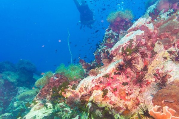 Scuba diving menjadi daya tarik terbesar di Koh Tao karena pemandangan bawah lautnya yang sangat luar biasa indah. Scuba diving menjadi daya tarik terbesar di Koh Tao karena pemandangan bawah lautnya yang sangat luar biasa indah.