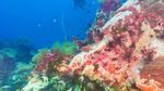 Koh Tao, Wisata Thailand yang Dijuluki Pulau Kematian
