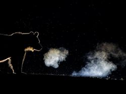 Karya Jawara Kontes Foto Alam Pukau Mata