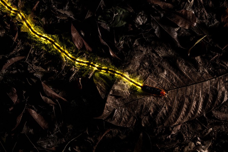 Konten foto Nature TTL 2020