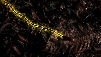   Highly Commended kategori Macro karya  Christian Wappl. Lokasi  Thailand menggunakan Canon EOS 5DS + Canon EF 16–35mm f/4L. Foto: naturettl.com